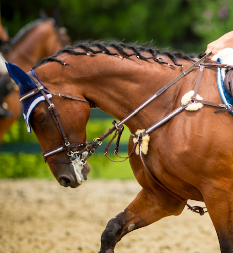 OLYMPIA 5 Points Breastplate