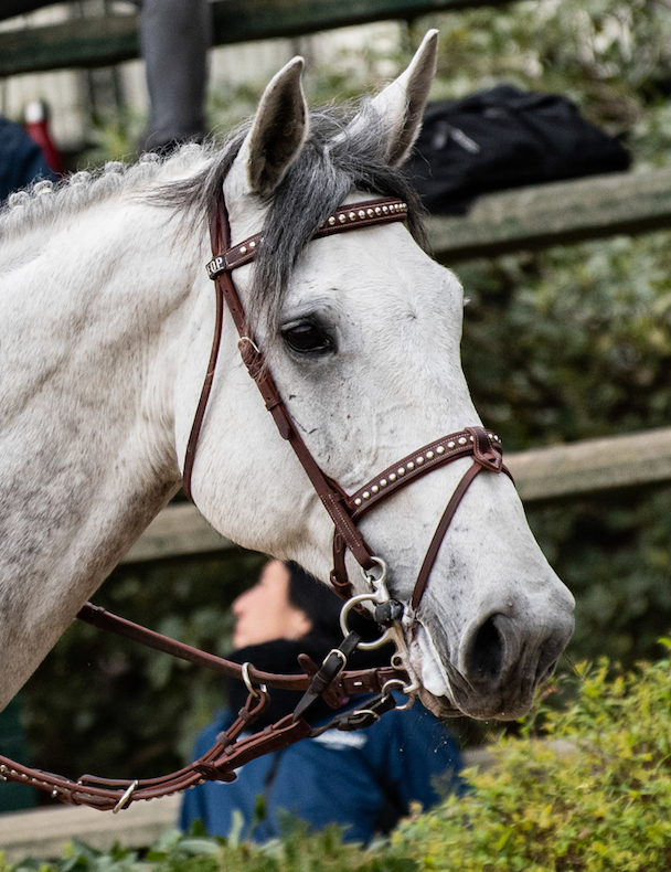 AREZZO Bridle