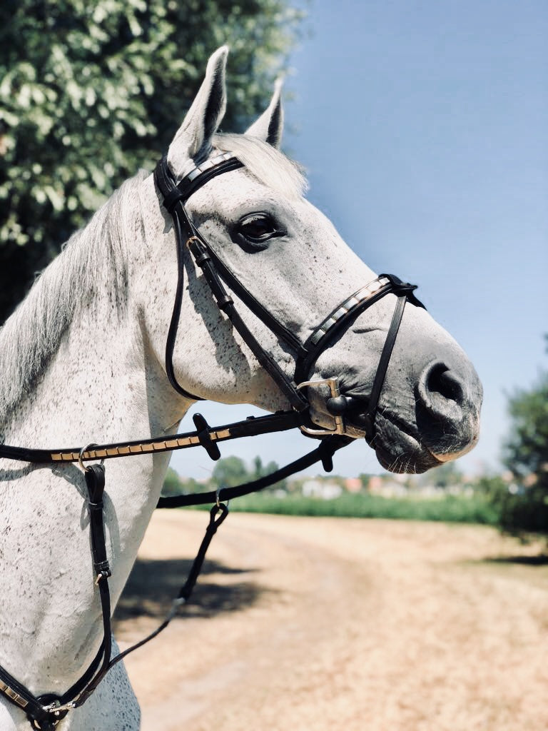 HICKSTEAD Bridle