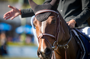 AACHEN Bridle