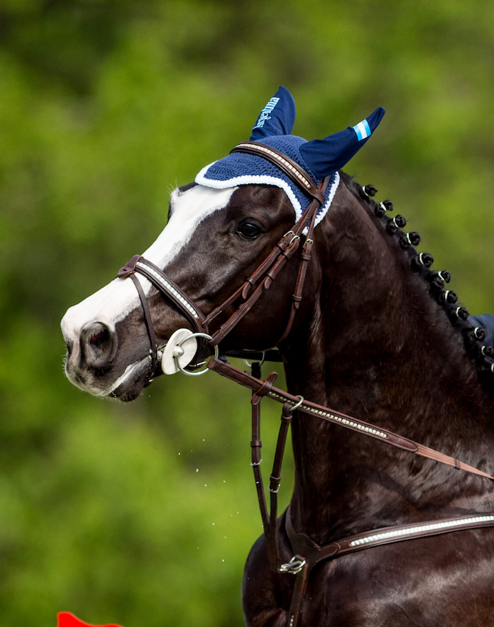OLYMPIA Bridle