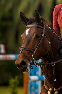 PRO Flash Noseband
