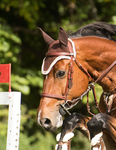 PRO Flash Noseband
