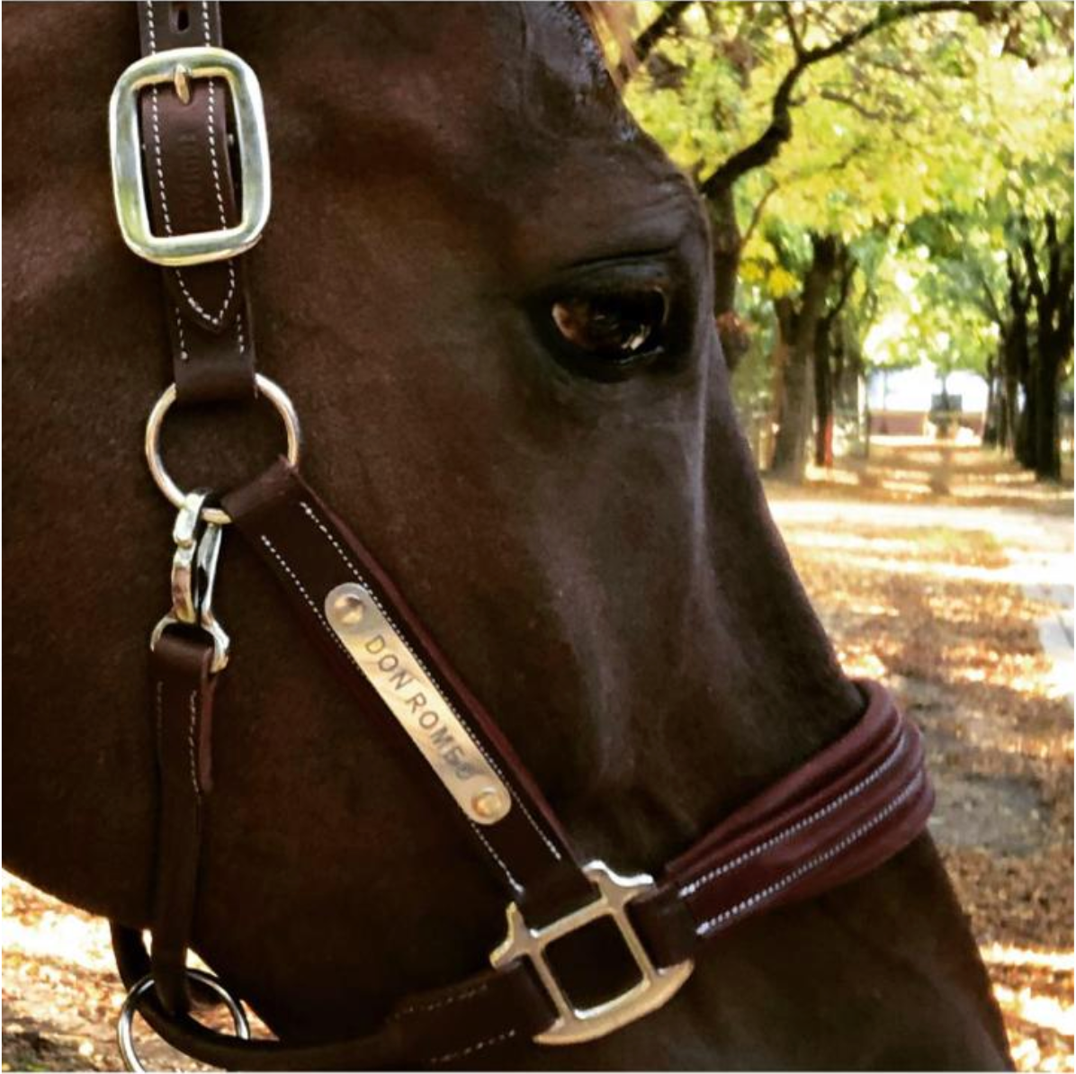 Classic Halter