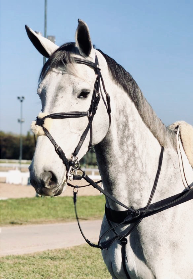 BRUSSELS Bridle