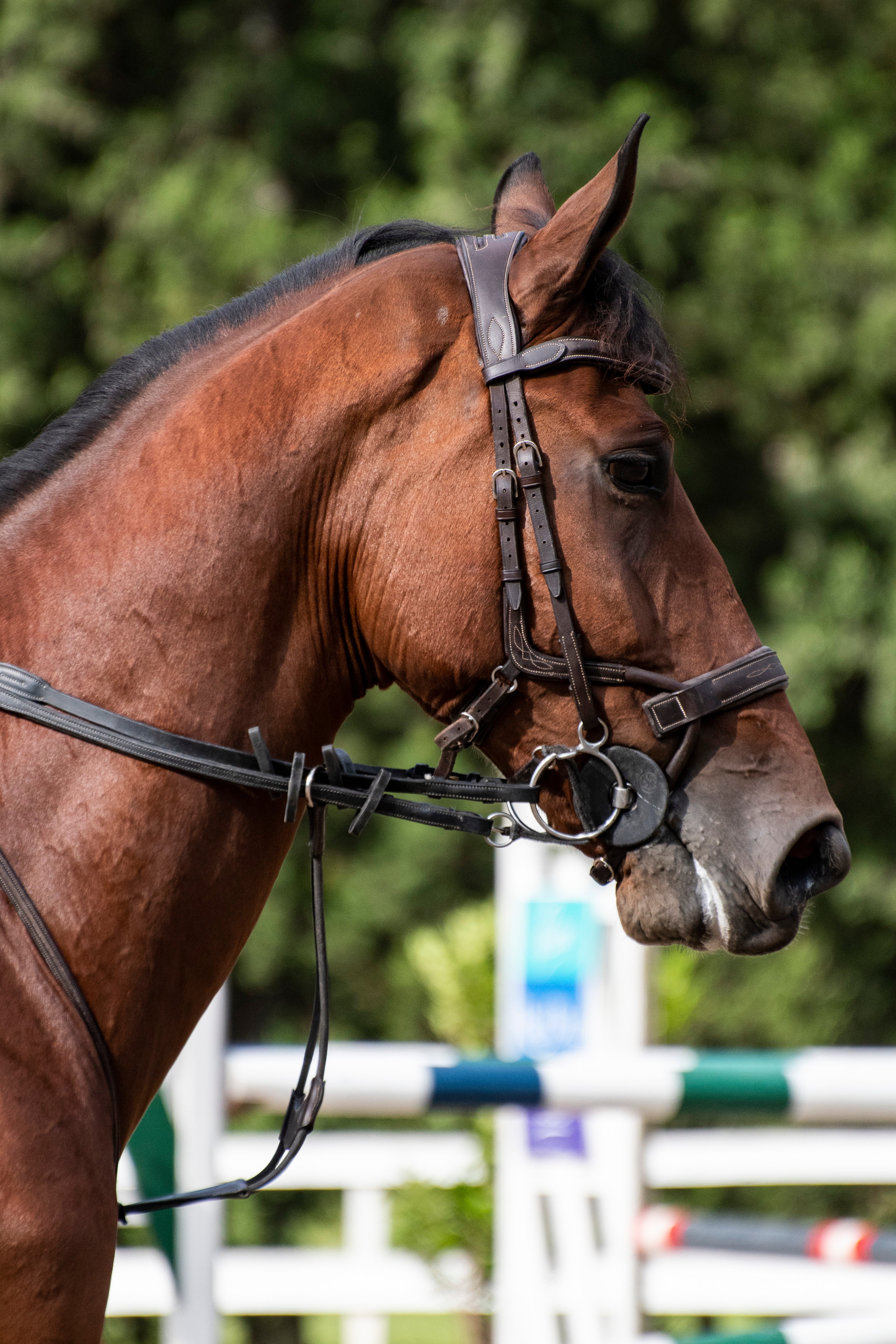 FALSTERBO Bridle